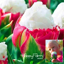 Новинка! 100 шт./лот капуста редкие в форме тюльпана от растения. Очень редкий цветок Планте Сад бонсай растения в горшках, sementes de flores,# YQ