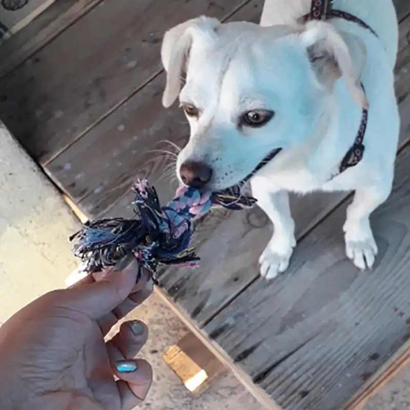 Morsure De Dent Propre Corde Os Chat Durable à La Main Armure En Peluche Corde Drôle Taquine Fournitures Pour Animaux De Compagnie Chien Mâcher Tressé