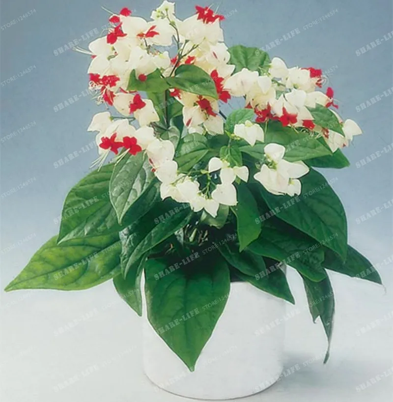 100 шт фиолетовые двойные лепестки фуксия Clerodendrum Thomsonae Balf бонсай цветок в горшке бонсай растения в горшках Висячие Цветы фуксии