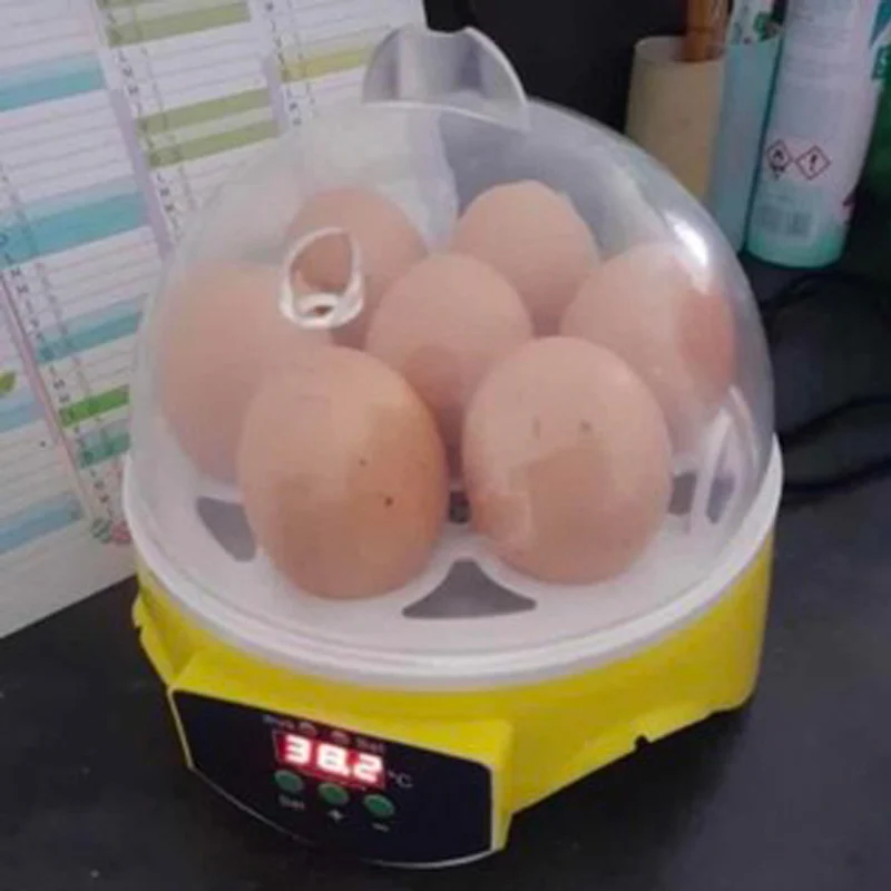 digital, temperatura ajustáncu galinha