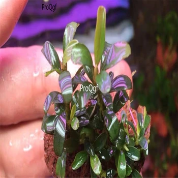 

Ngryise 2Pcs A Set Bucephalandra