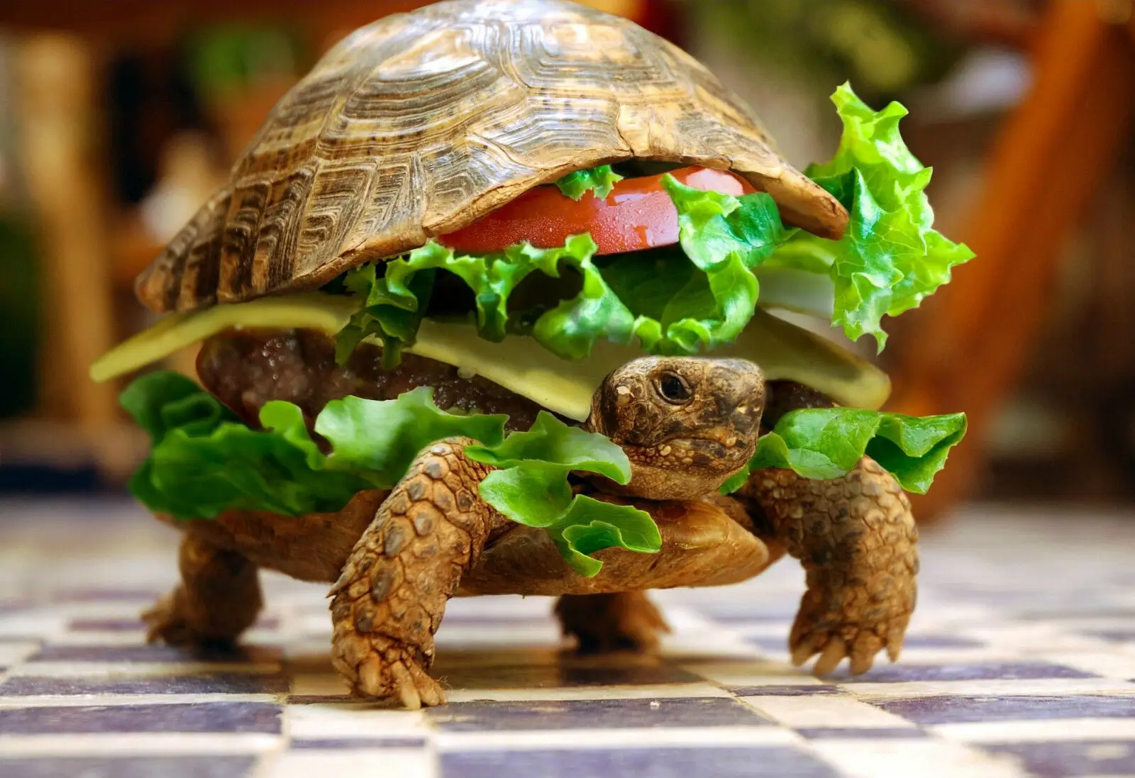 

Funny Turtle Burger Animal Tortoise Picture Print Comedy Art