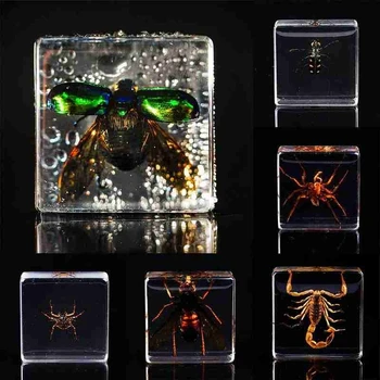 

1pcs Random Style Resin Insect Specimen Creative Insect Decoration Specimen Spider Model Toy Kids Early Educational Learning Toy