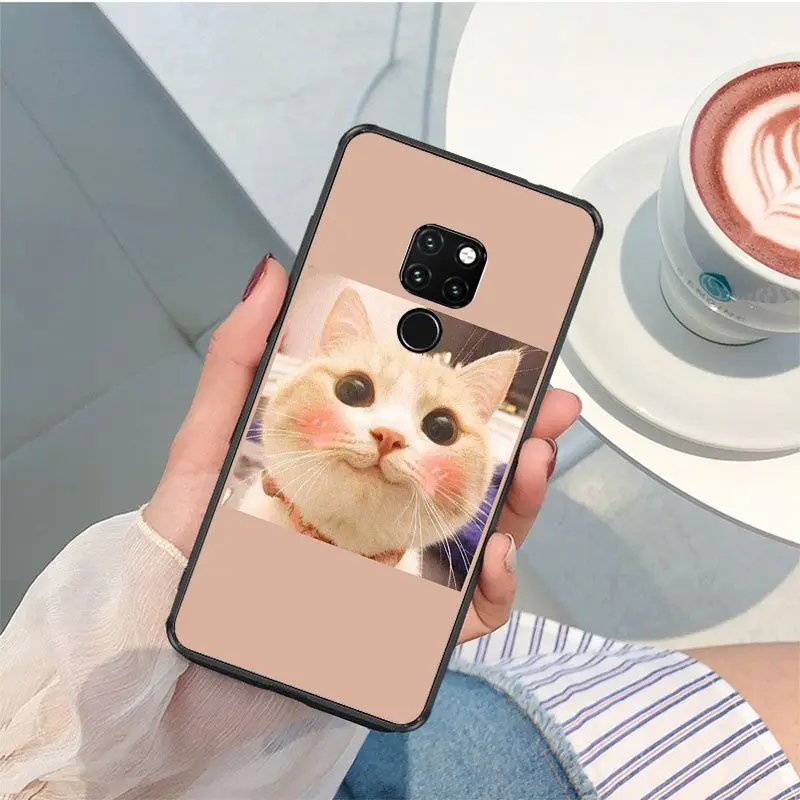Cute funny funny kitten cat