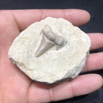 

UM espécime fóssil dente de uma ocorrência natural antigo organismo