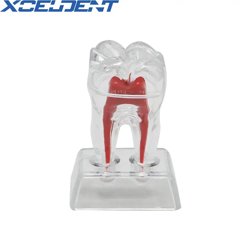 

1pcs Dental Crystal Base Hard Plastic Teeth Tooth Molar Model Separable Dentistry Materials