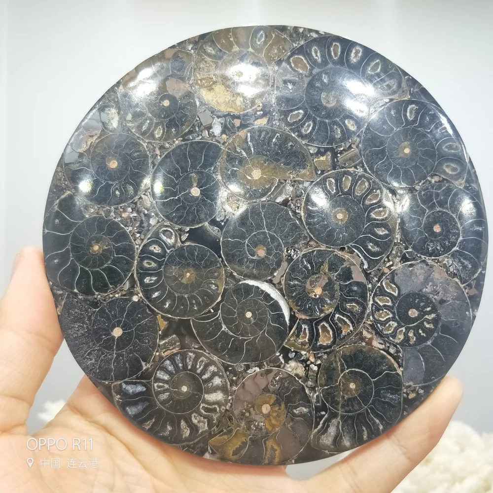 black 12cm Ammonite Fossil Slice Plate Natura Shell a compassl MADAGASCAR FOSSIL SPECIMEN HEALING fashion wedding decoration - Цвет: black 12cm