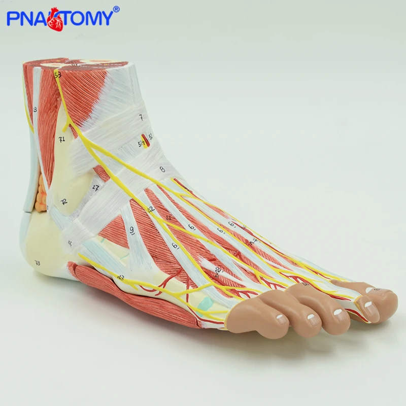 Life-Size Foot Anatomy Model 2