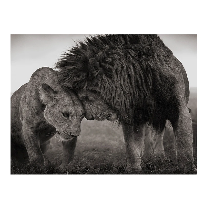 

120x160cm Lions Head to Head Black and White Canvas Art Painting Posters and Prints Cuadros Wall Art Picture for Living Room