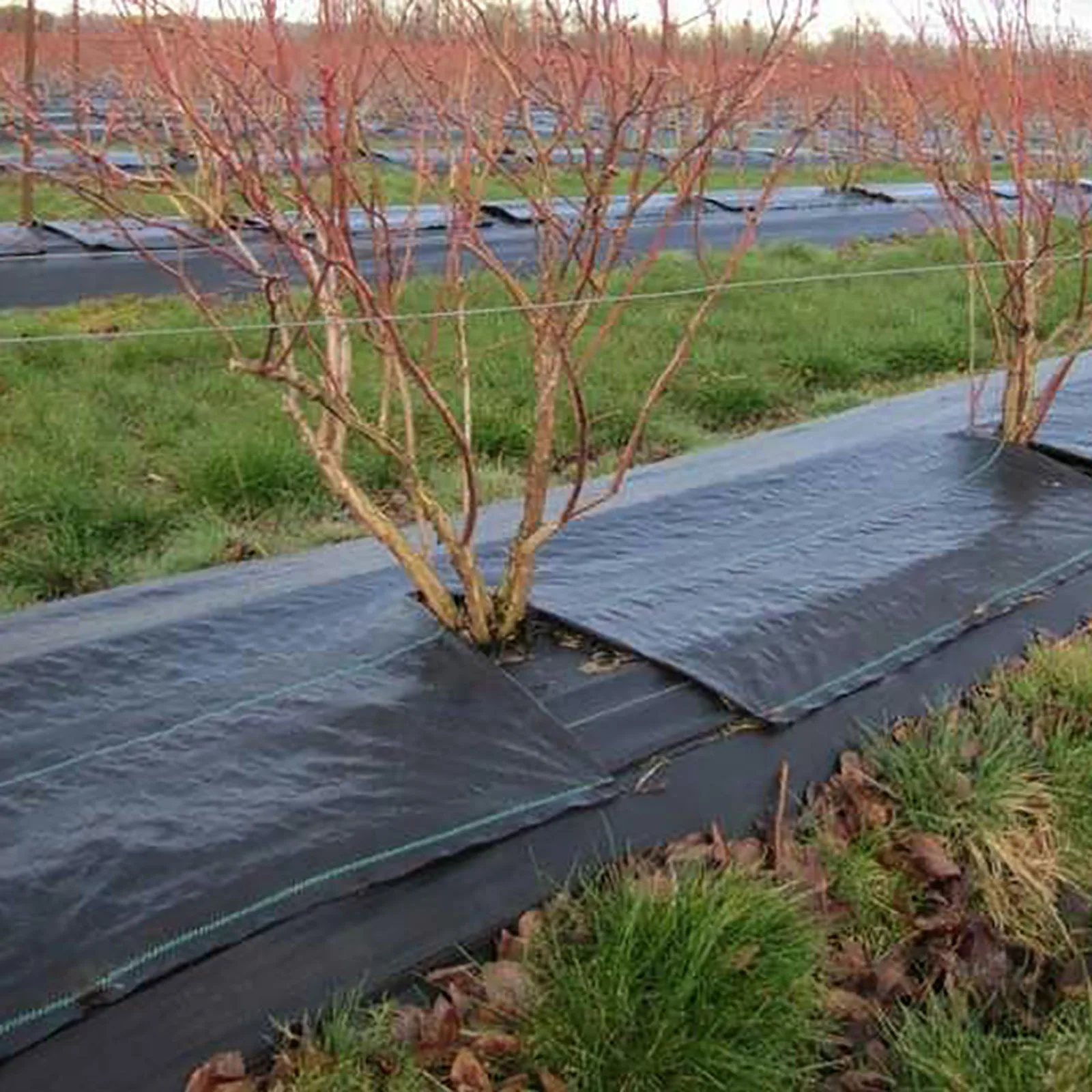 Tecido Para Paisagismo Warmfarm - 1,8x7,6m, Resistente E Durável