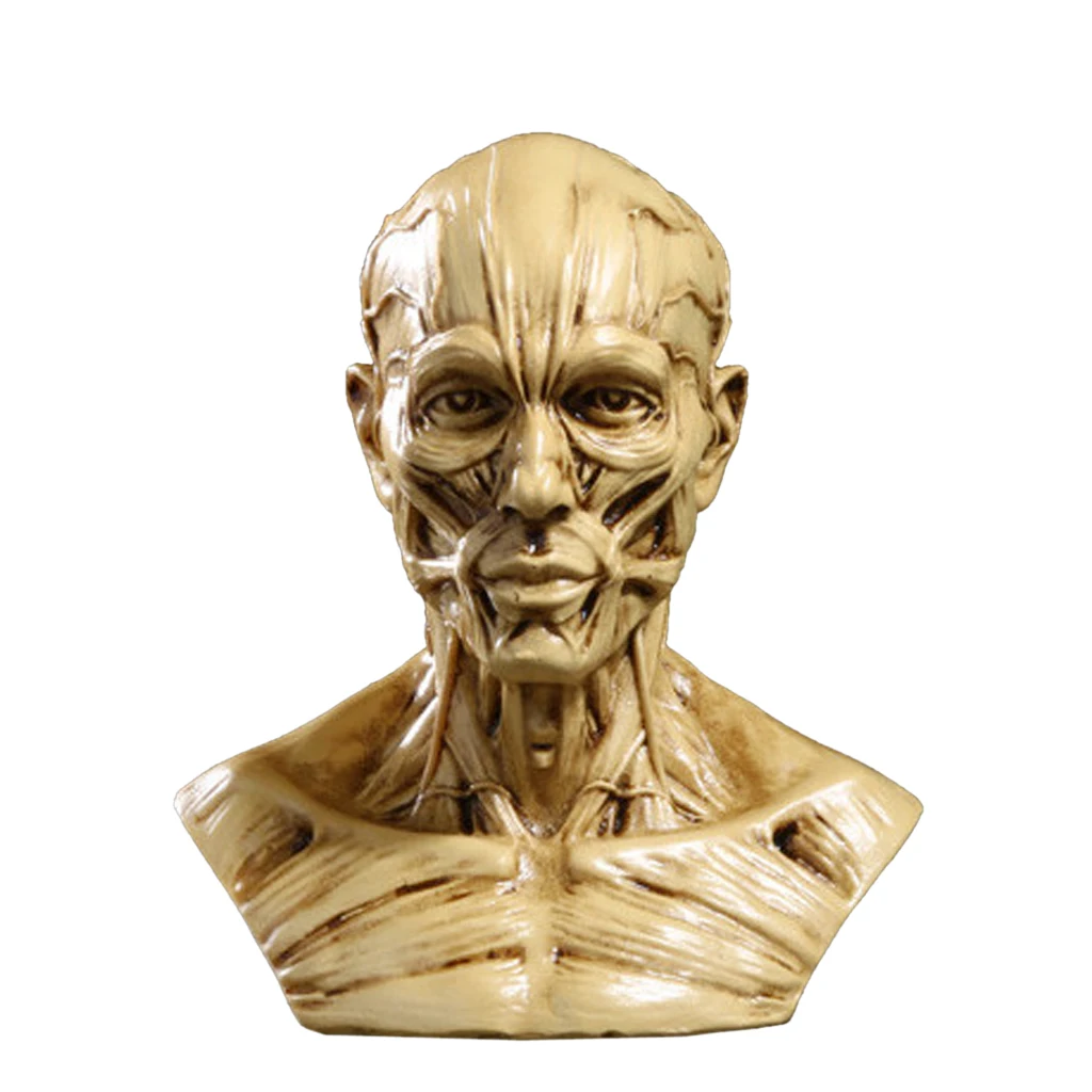 Realistic 10cm Human Model Anatomy Skull Head Muscle Bone Drawing Decor 6 Colors