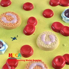 Анатомическая модель клеток крови для обучения с медицинской использованием модель обучения медицине Mxxb001