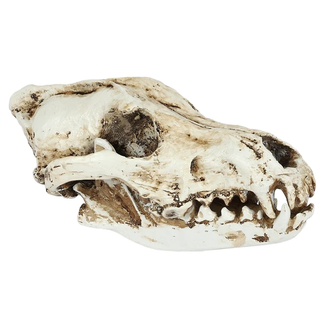 Creative Resin Jackal Skull Replica Replica Teaching Skeleton Model Wolf Skull Decor 1