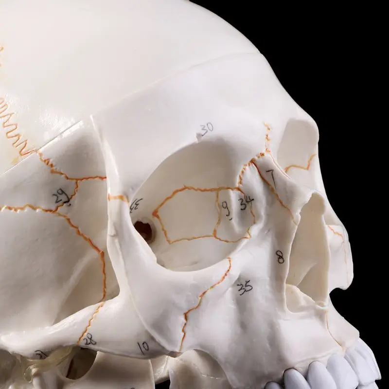 Модель человеческого черепа в натуральную величину, анатомическая анатомия, медицинское обучение, скелетная голова, Обучающие принадлежности LX9A