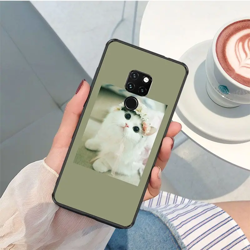 Cute funny funny kitten cat