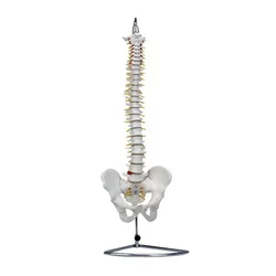 Modelo de columna grande Natural (con Pelvis), 2 piezas, anatomía humana, esqueleto de anatomía Nerv