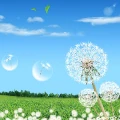 Qingdao dandelioner accessories Store