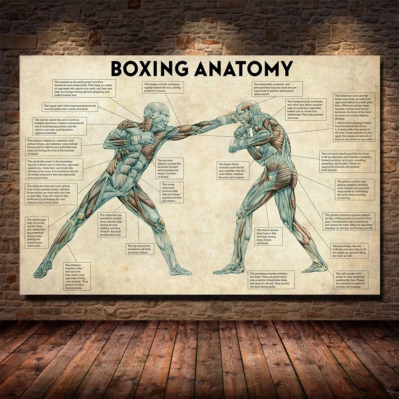 audit Nederigheid kandidaat Canvas Boxing Body Anatomy Posters | Vintage Boxing Posters | Vintage Boxing  Prints - Painting & Calligraphy - Aliexpress