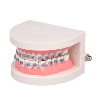 

Teach Study Typodont Demonstration Teeth Model with Brackets for Teaching