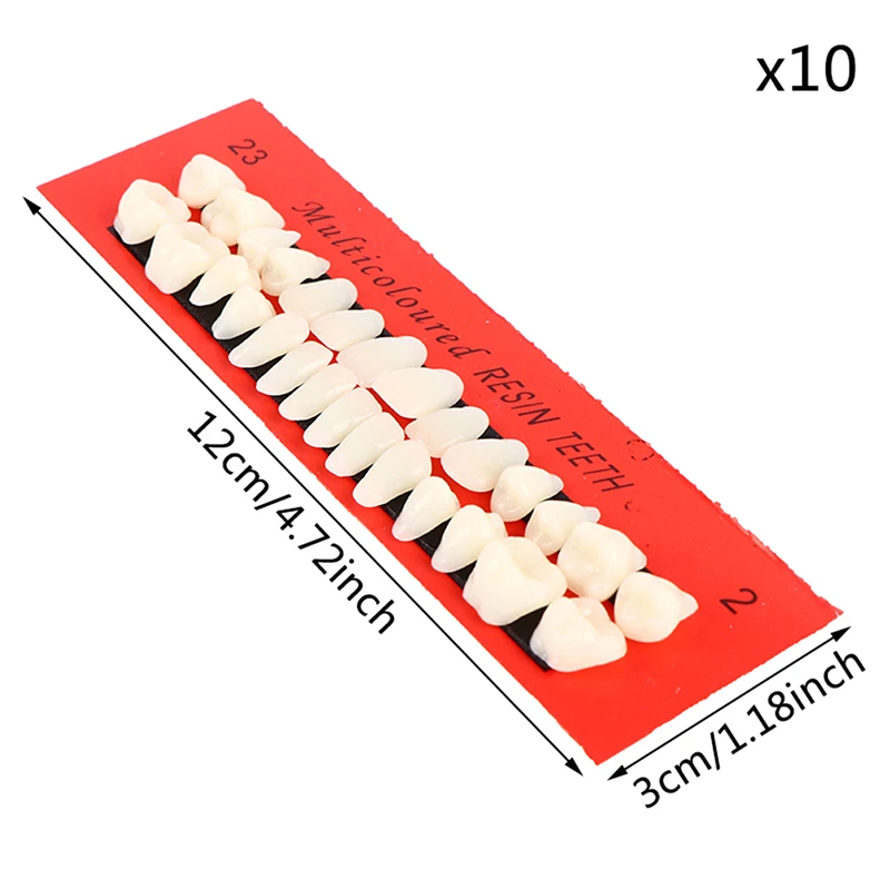 10Sets Pro Dental Material Plastic Teeth Teaching Model Dedicated Teeth Dental Material Useful Teeth Care Tool A2 Type