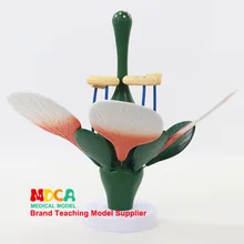 Peach Blossom Typical Dicotyledonous Flower Structure Green Plant Stamen Biological Tests Show Medicine Teaching Mzwxb002