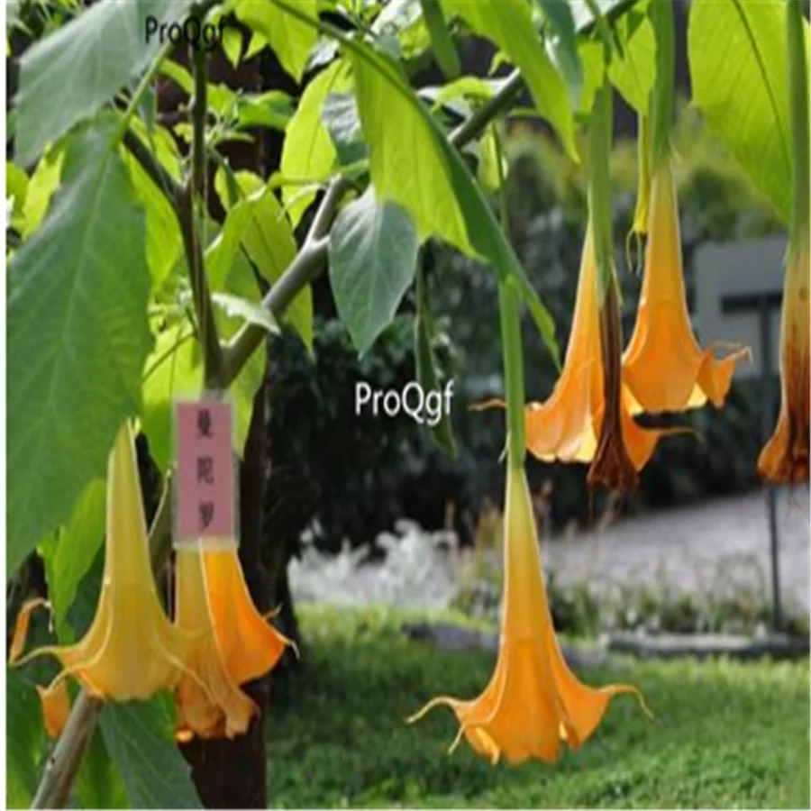 Ngryise 8000 шт набор Datura stramonium Мандала