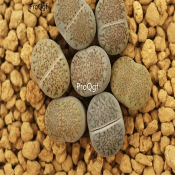 

Ngryise 10pcs a set stone flower baliyu