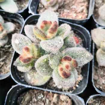 

Ngryise 2Pcs a Set Kalanchoe tomentosa Teddy Bear