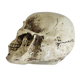 

Sculptures Resin Decoration Bone Model Funny Human Skeleton Statues Halloween Prop Home Portable Party Simulation Skull Head