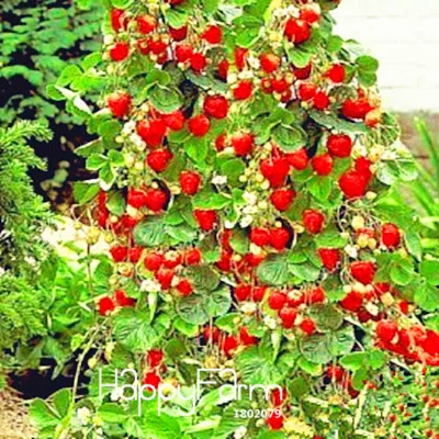 Promotion!100 PCS Tree Climbing Strawberry bonsai Courtyard Garden With Fruit and Vegetable plant Potted,#HWZRHO