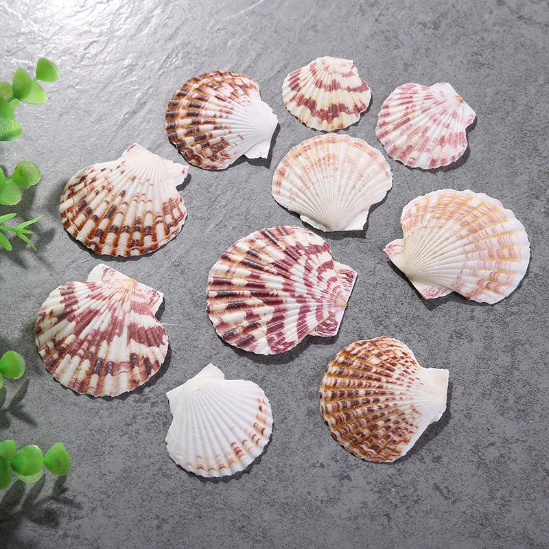 Flower Scallop Natural Color Pattern Marine Ocean Fish Landscape Decoration natural shell ornaments Mediterranean Style Home Decor 10pcs/Lot