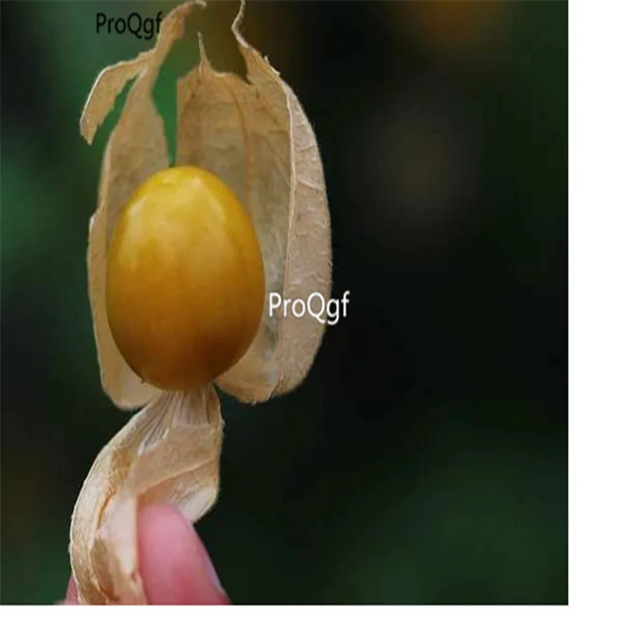 Ngryise 3000 шт набор Physalis Peruviana