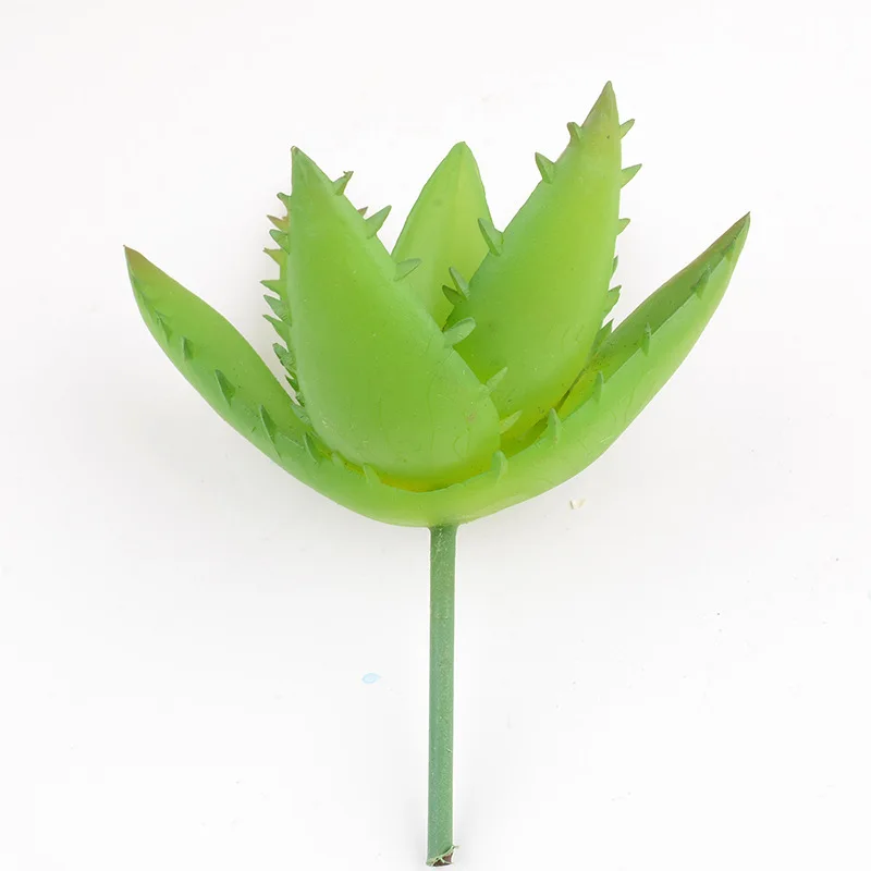 Aloe vera05
