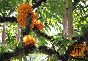 

Saraca Asoca Ashoka Tree Sorrow-less Wu You Shu