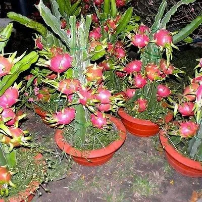 20 шт. Pitaya сад белый дракон фруктовый завод(Pitaya/Pitahaya/клубника груша) Бонсай