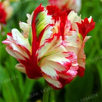 100pcs Tulip flores White Blue Purple mixed color Flower plantas bonsai flower plante colorful plants for home garden - Цвет: Красный