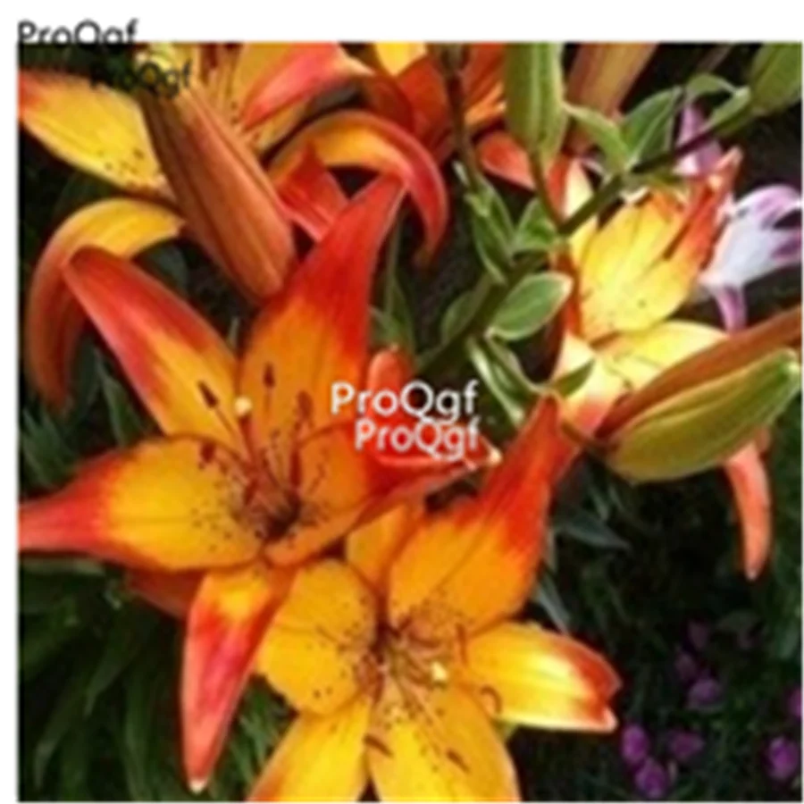 Ngryise набор из 20 предметов Lilium brownii Lily
