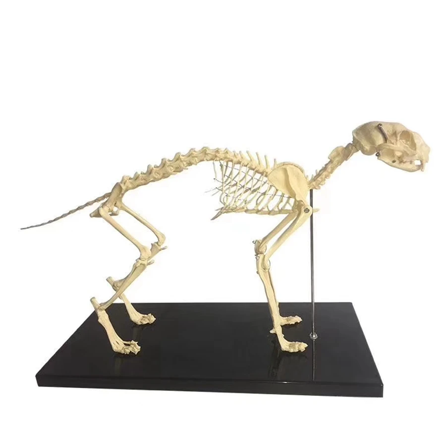 

1:1 Life Sized PVC Cat Skeleton Anatomy Skull Spine Cervical Spine Rib Cage Leg Bone Model Veterinary