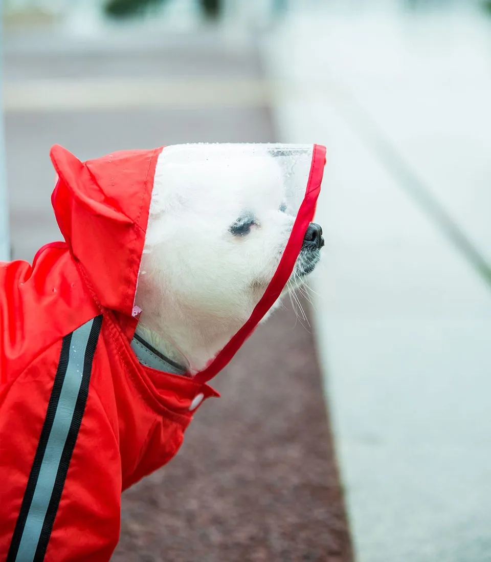 Dog Raincoat With Hood