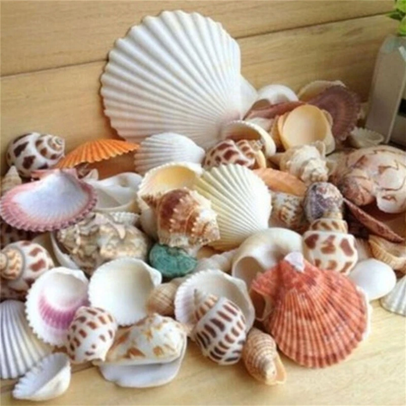 10pcs Drilled Sea Shell Ocean Aquarium Craft Decor Natural Shell Scallop 25-40MM 
