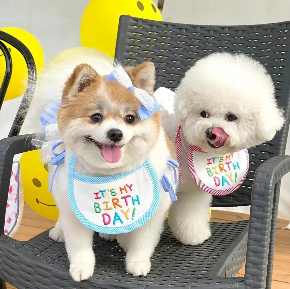 jixista hund geburtstag bandana schals haustier hund geburtstag hunde halstuch partyhut fur hunde pet geburtstag geschenk dekorationen set geburtstag feier zubehor hund geburtstag hut set hunde bekleidung zubehor livemillennium com