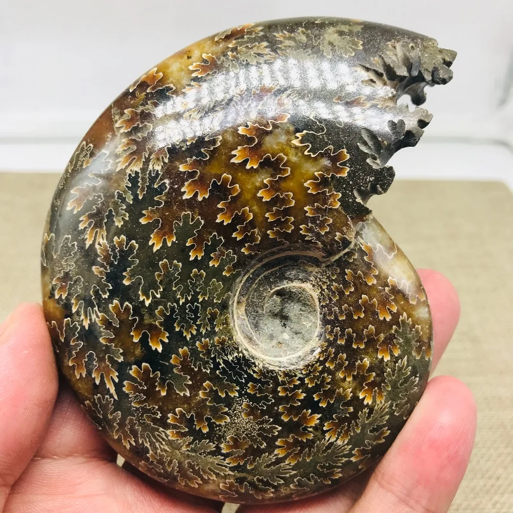 230 г Все настоящий аммонит fossil conch crystal с лечебным действием, образцы