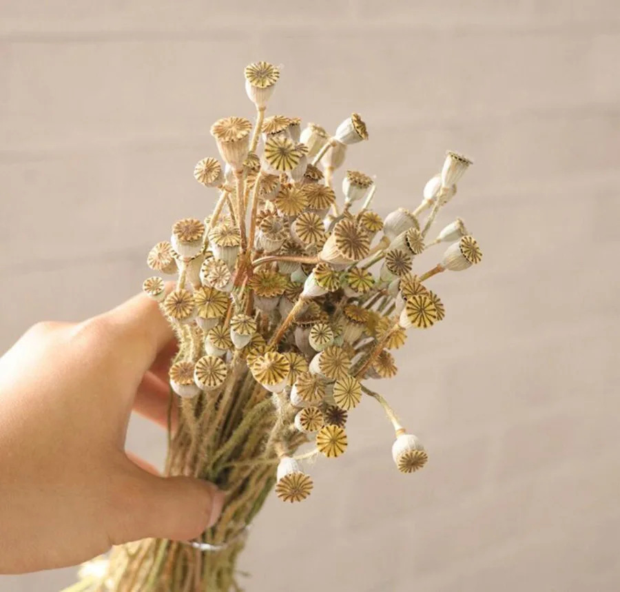 1 комплект 30 г предварительно просушенный Papaver Rhoeas Poppy Pods цветок для ремесла подарочные аксессуары украшения Организация цветов DIY