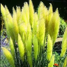 Лидер продаж! 100 шт./упак. пампасной травы карликовые деревья, редкое Рид в виде цветка и растения для дома и сада посадки Selloana растения декорации сада