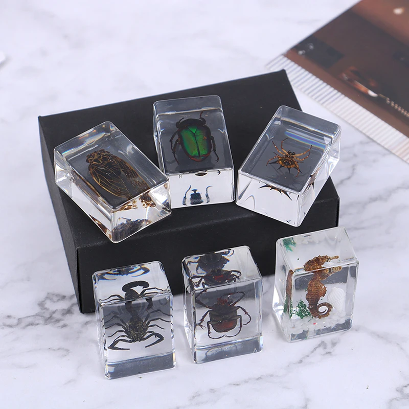Insecto Real educativos de ámbar para decoración del hogar, colección de especímenes de resina, 1 unidad
