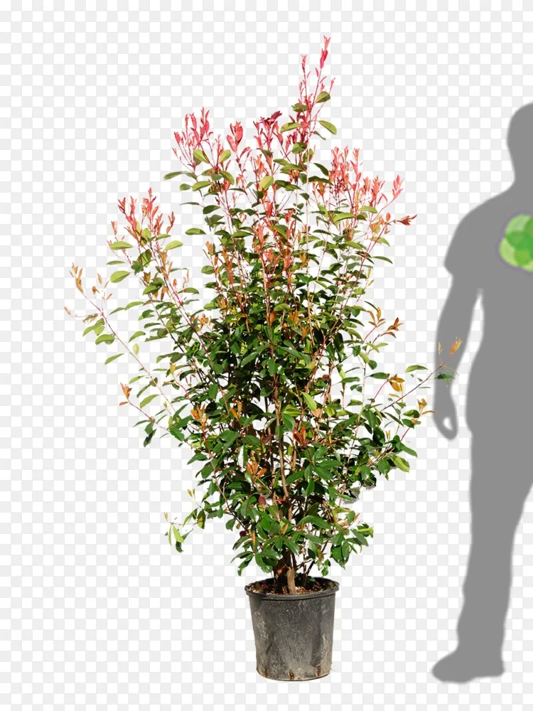 花盆室内植物灌木开花植物 花png图片素材免费下载 图片编号 Png素材网