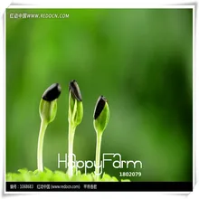 Распродажа! 10 шт./пакет карликовый подсолнечник, карликовые деревья, комнатные, балкон и двор цветок, растение, свадебная брошь, садовое домашнее растение