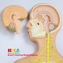 Человека нервной Системы анатомическая модель центральной нервной спинномозговой нервной анатомии лекарственное средство обучения Msjxt004