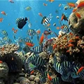 Haiyang guan aquarium Store
