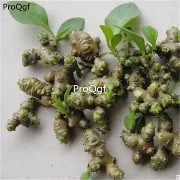 

Ngryise 5Pcs A Set Anredera cordifolia